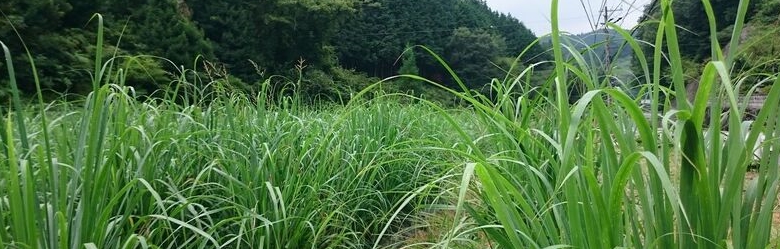 ハーブの里で育ったレモングラス