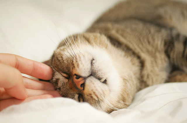 うっとりする猫