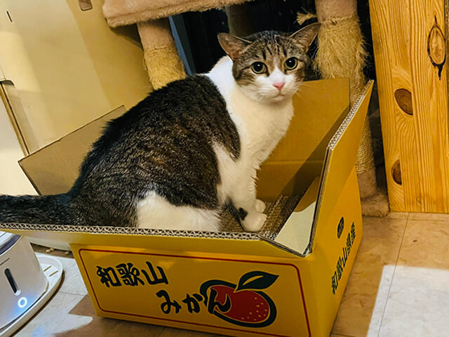 箱に入って爪とぎしている猫