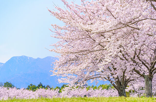 満開の桜