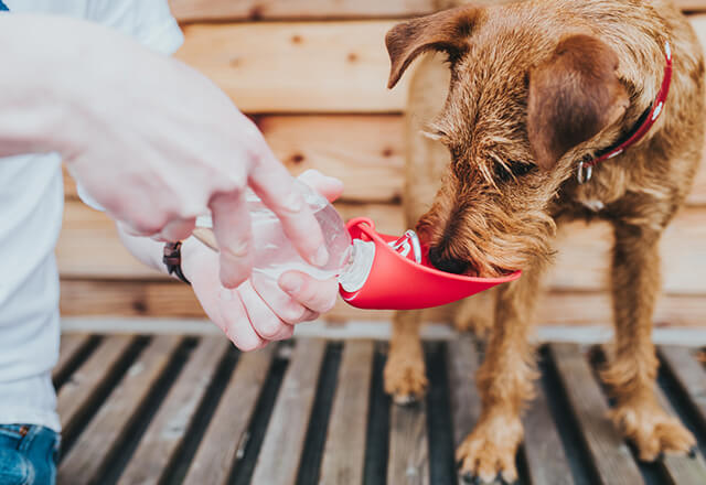 ドリンクボトルを使って愛犬に水をあげる