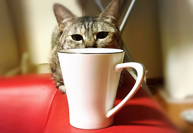 猫とコーヒーカップ