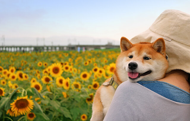 ひまわり畑で柴犬を抱っこする女性