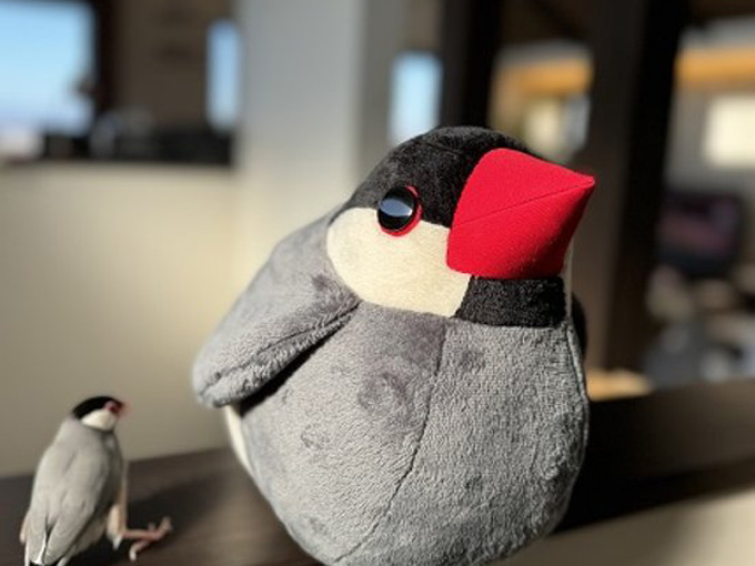 ノーマルタイプに近い文鳥の抱き文鳥ぬいぐるみ