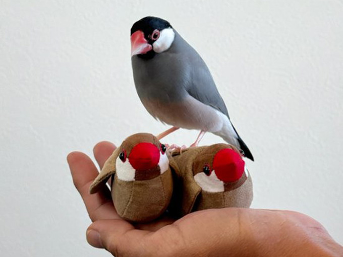 シナモン文鳥モチーフの手のひらサイズの文鳥ぬいぐるみ