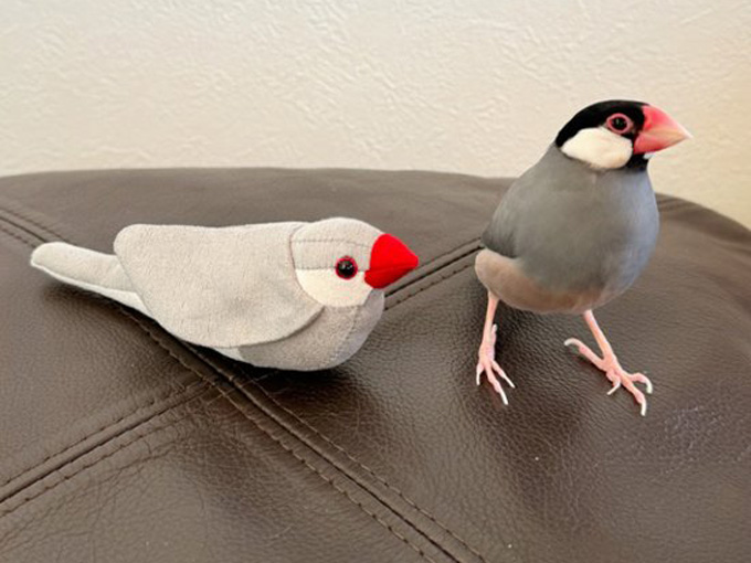 シルバー文鳥モチーフの手のひらサイズの文鳥ぬいぐるみ
