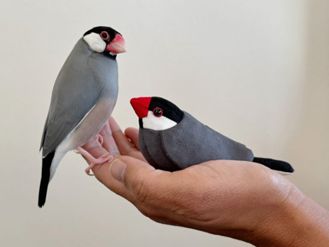一般的な色合いの文鳥モチーフの手のひらサイズの文鳥ぬいぐるみ