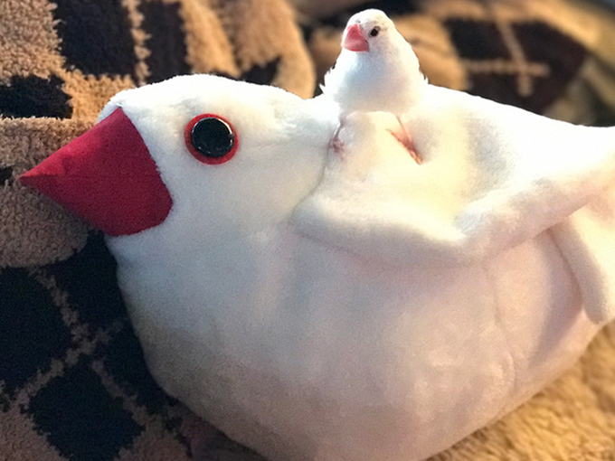 魅力1:ふわふわの手触り