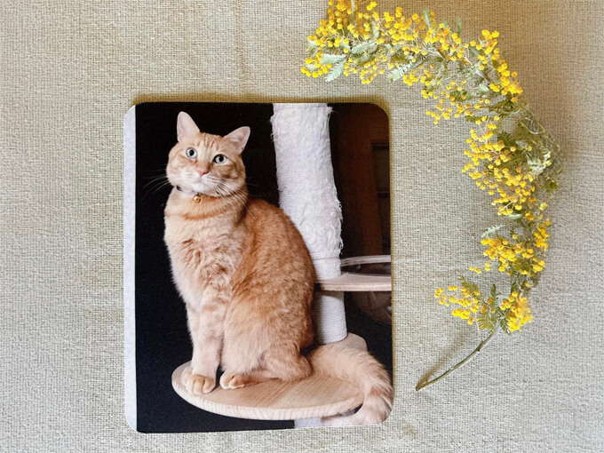 猫好きにはたまらないグッズの愛猫の愛猫の写真やイラストなどをプリントできるマウスパッド
