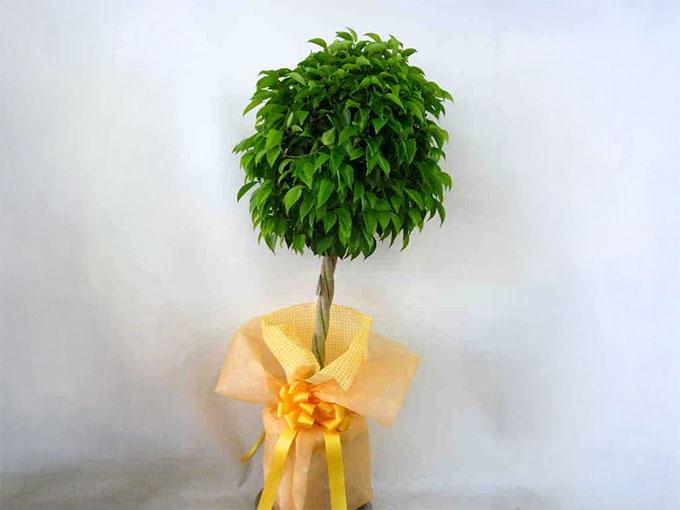 ダサい部屋をおしゃれにするアイテムでおすすめの観葉植物(ベンジャミン)