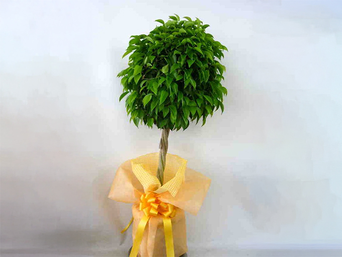 おしゃれなインテリアでおすすめの観葉植物のベンジャミン