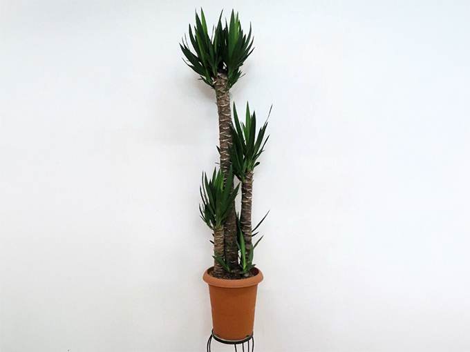 おしゃれなインテリアでおすすめの観葉植物のユッカ