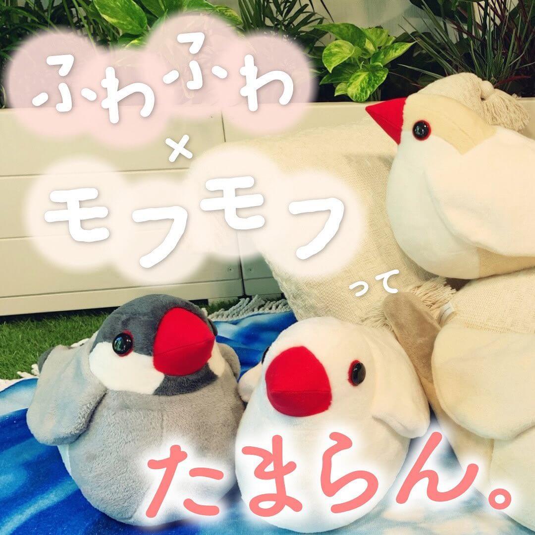 ふわふわモフモフってたまらん。