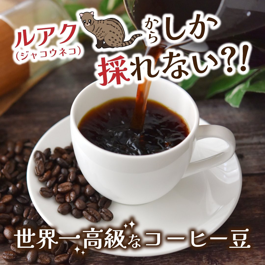 【コピ・ルアク】コーヒー豆 20gの画像