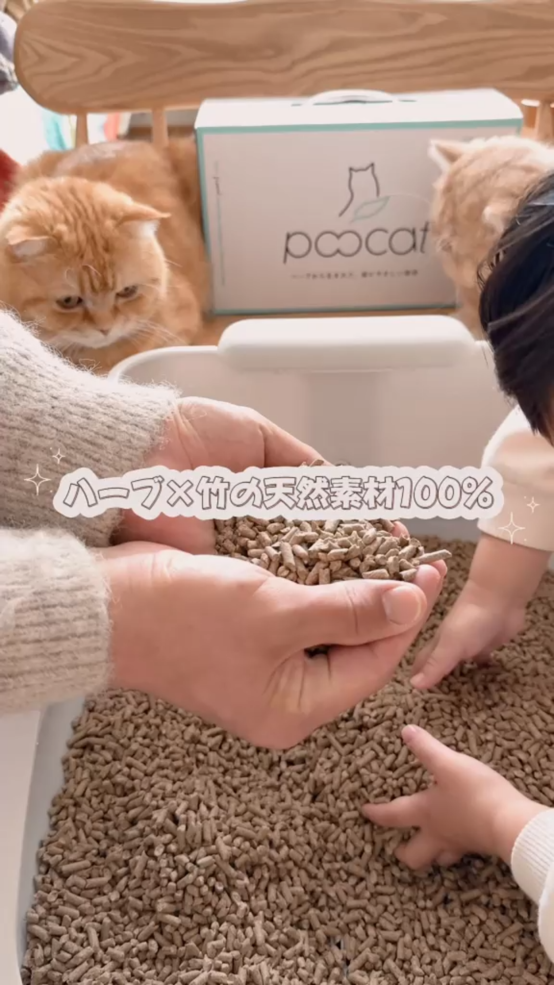 サムネ_リール_猫砂