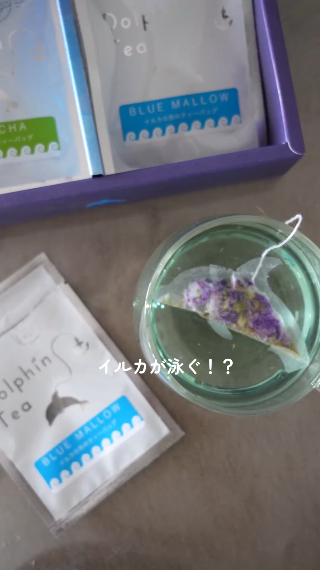 サムネ_リール_イルカのティーバック