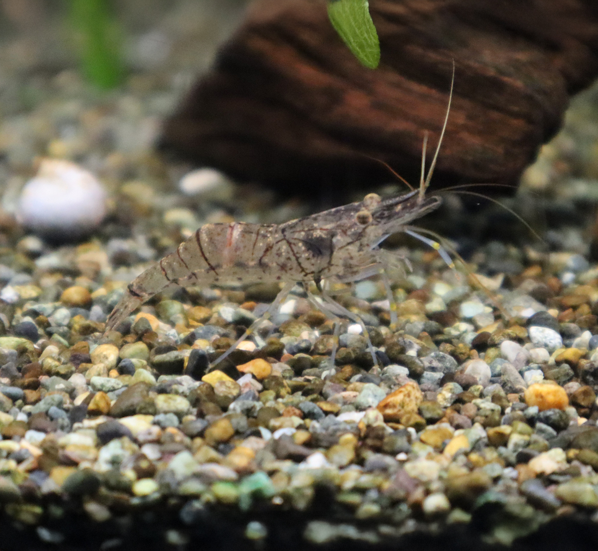 スジエビ