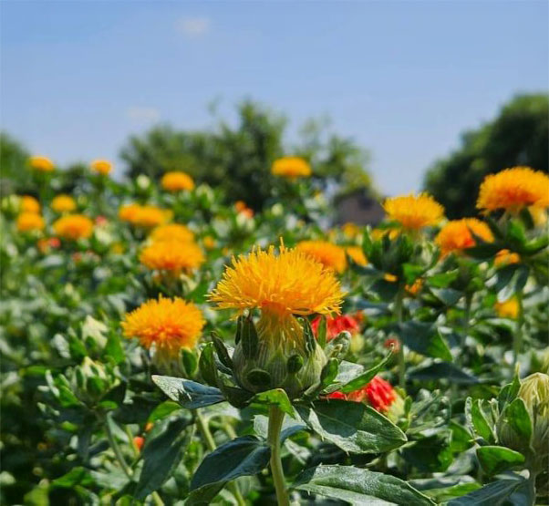 紅花