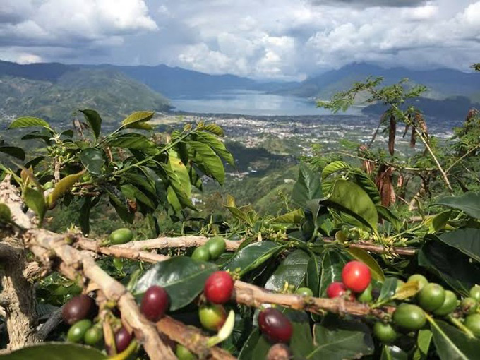 インドネシアのスマトラ島で栽培されているコーヒー豆