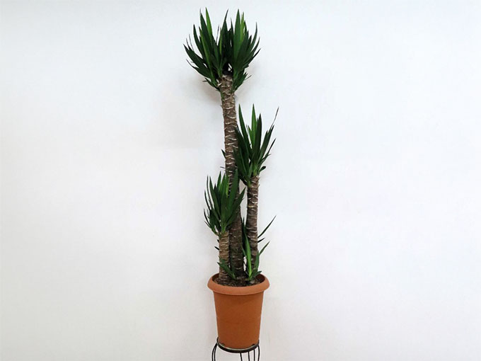 見るだけで癒される観葉植物 ユッカ