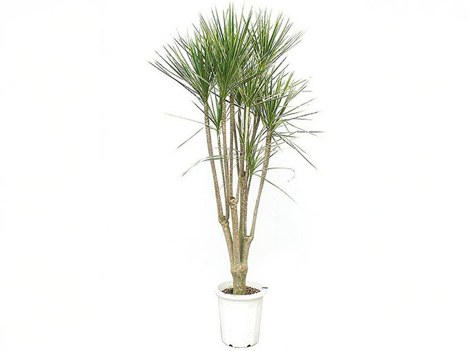 見るだけで癒される観葉植物 コンシンネ