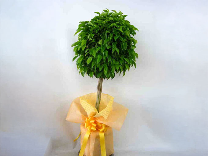 見るだけで癒される観葉植物 ベンジャミン