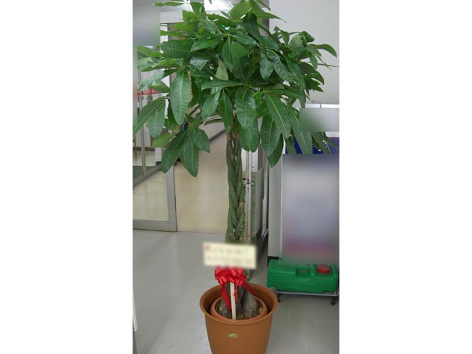 パキラ【ねじり】(発財樹)10号