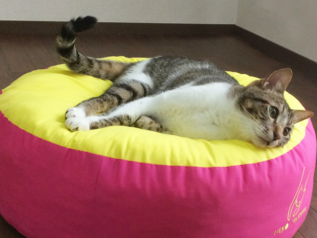 ふくまるベッドでくつろぐ猫