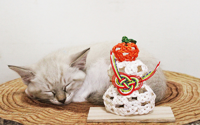 猫とお正月イメージ