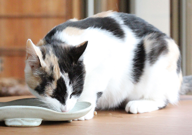 ねっこまんまを食べる猫
