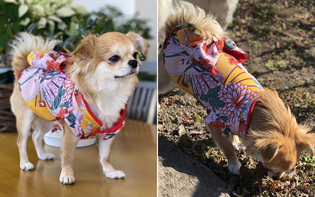 あたたかかわいいペット用服を着ている犬