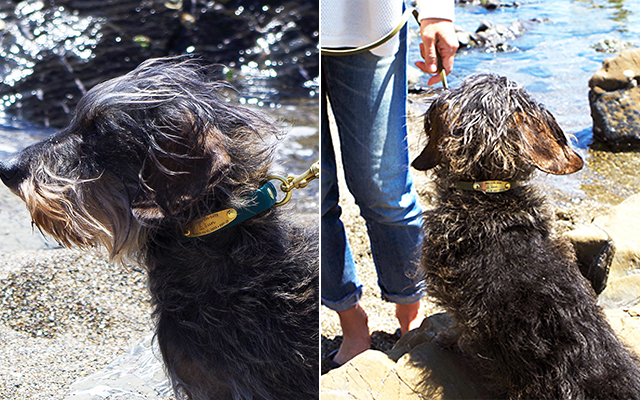 BioThane素材の防水名入れ首輪を着けた犬