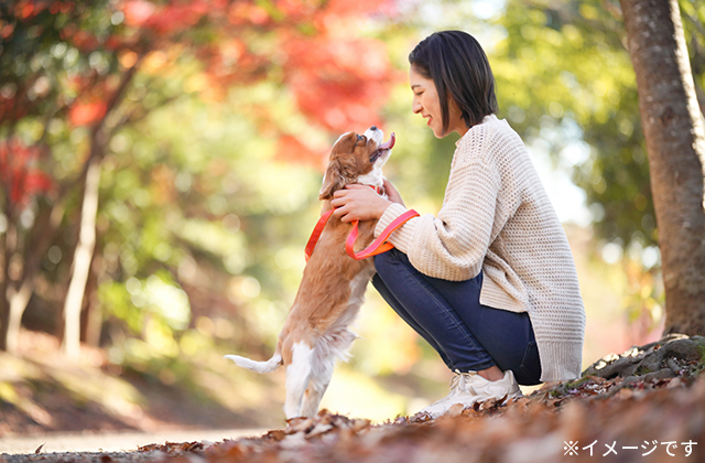 愛犬と一緒にお出かけ