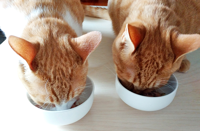 ご飯を食べる猫