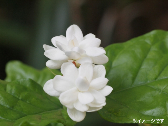 新緑にジャスミンの花