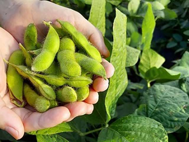 瑞々しい茶豆