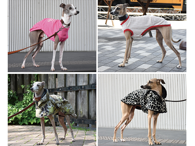 ニットシャツやメッシュシャツ、レインコートなど季節や気候に合わせたイタグレ服