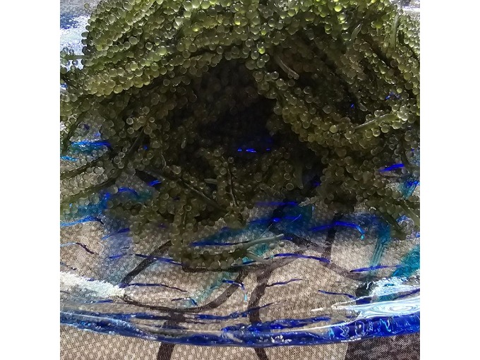 海ぶどうアップ