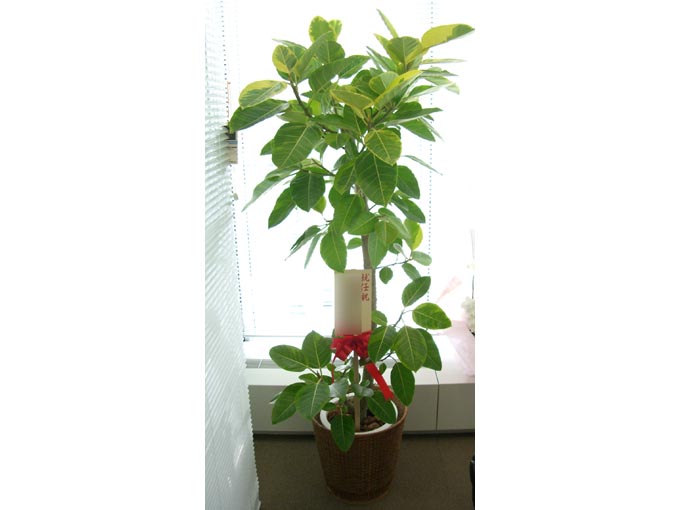 フィカスアルテシマゴム(幹ストレート)