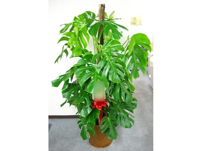 モンステラ10号