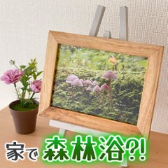 【リラックス】「チシオタケ」を飾ってお家で大自然を感じてみたの画像