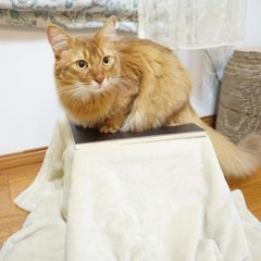 愛猫の暖かい居場所に！　段ボール製の猫専用コタツの画像