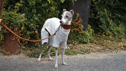 細身の愛犬にピッタリ！　ツイード風フラワープリントニットの画像