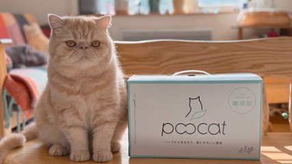 【獣医師が開発】天然素材100%で猫にも環境にもやさしい・猫砂「poocat（プーキャット）」の画像