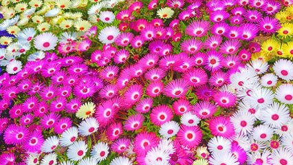花の日の画像