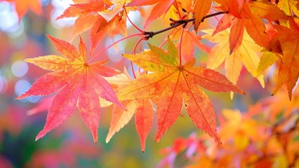 紅葉の見頃予想発表日の画像