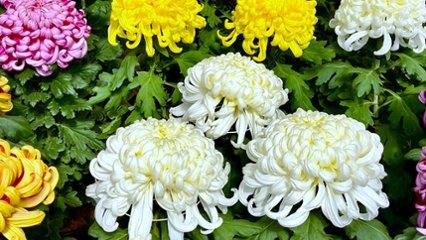 いいマムの日の画像