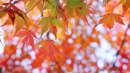 「四季」の日の画像