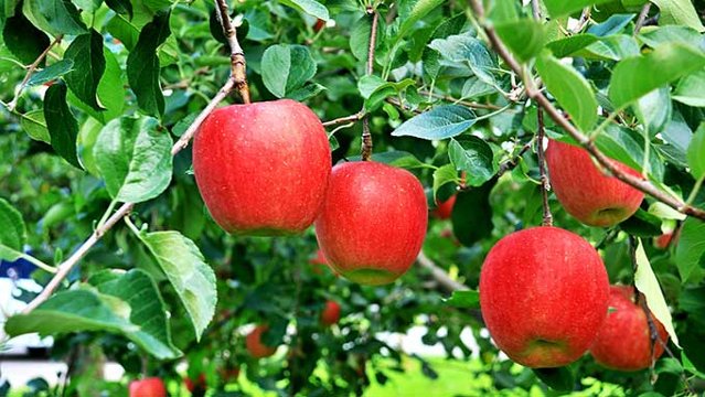 長野県りんごの日