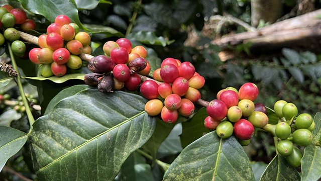 ジャマイカ ブルーマウンテンコーヒーの日 